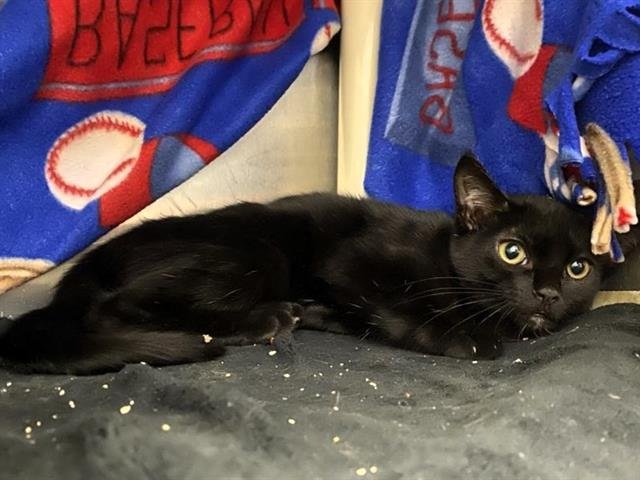 ELZA - Domestic Short Hair available for adoption