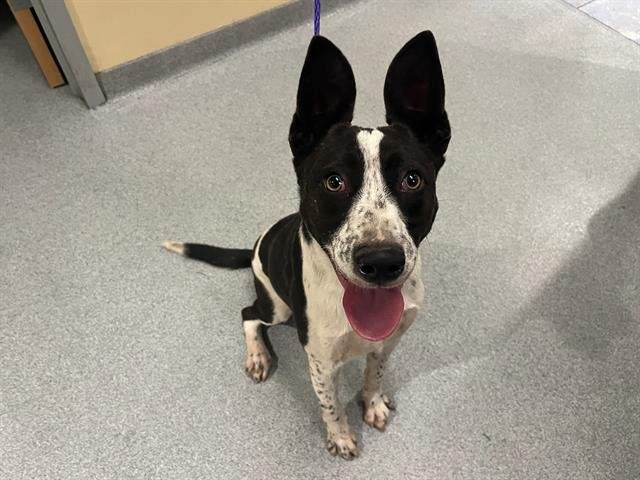 BAGEL - Australian Cattle Dog/Blue Heeler / German Shorthaired Pointer available for adoption