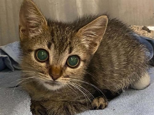 LORD VADER - Domestic Short Hair available for adoption