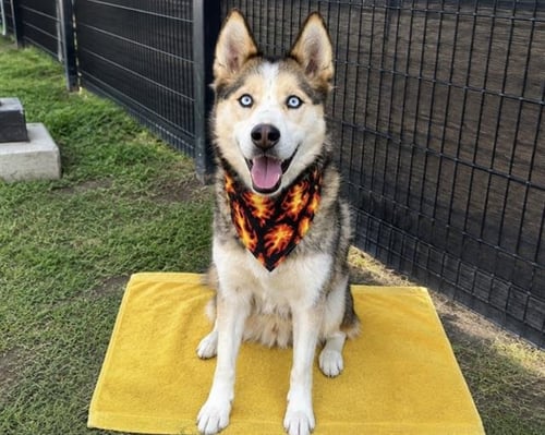 POSEIDON - Siberian Husky available for adoption