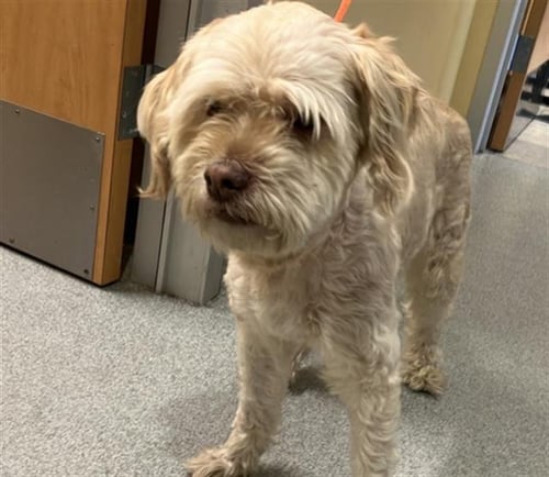 BAILEY - Wheaten Terrier available for adoption