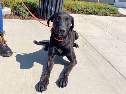 LUCAS - Labrador Retriever available for adoption