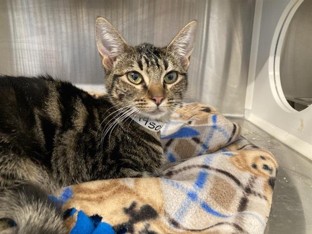 ANGEL - Domestic Short Hair available for adoption