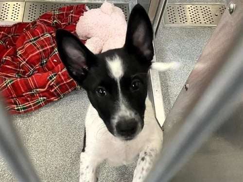 GECKO - Border Collie available for adoption