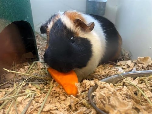 BARRET - Guinea Pig available for adoption