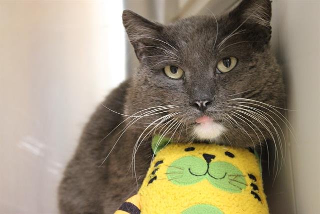 WILLOW - Domestic Short Hair available for adoption