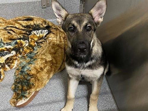 DAUGHTRY - German Shepherd Dog available for adoption