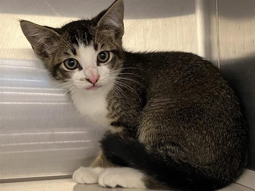 GLITZ - Domestic Short Hair available for adoption