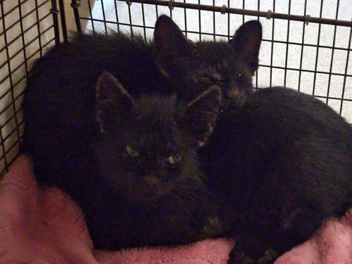 BAYOU - Domestic Medium Hair available for adoption