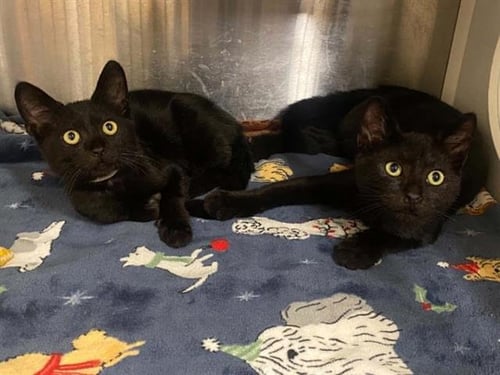 BAYOU - Domestic Medium Hair available for adoption