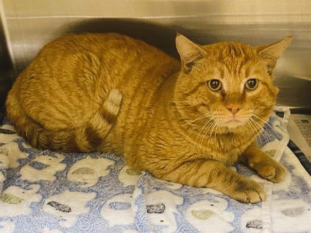 TIPTOE - Domestic Short Hair available for adoption