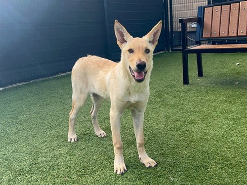 BADGER - German Shepherd Dog available for adoption