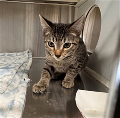 CELESTIAL - Domestic Short Hair available for adoption