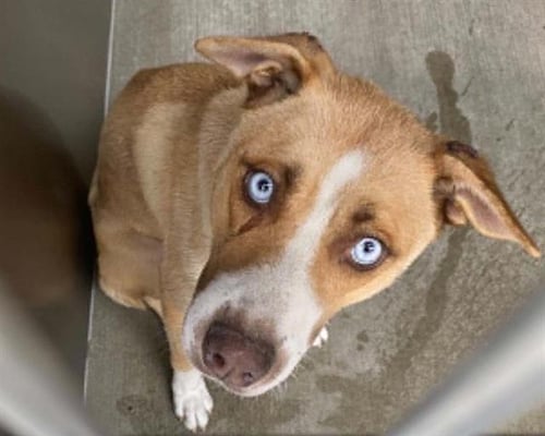 LELY - Siberian Husky for adoption in Garden Grove