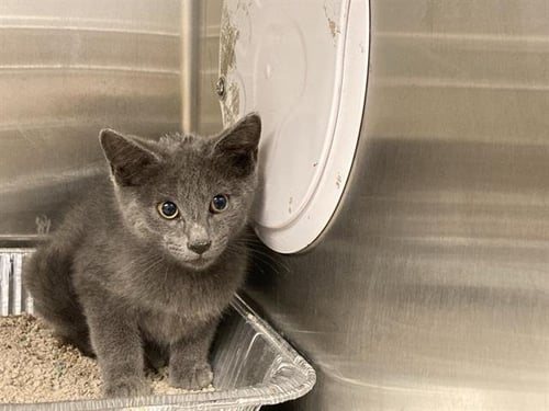 ALPACA - Domestic Short Hair available for adoption