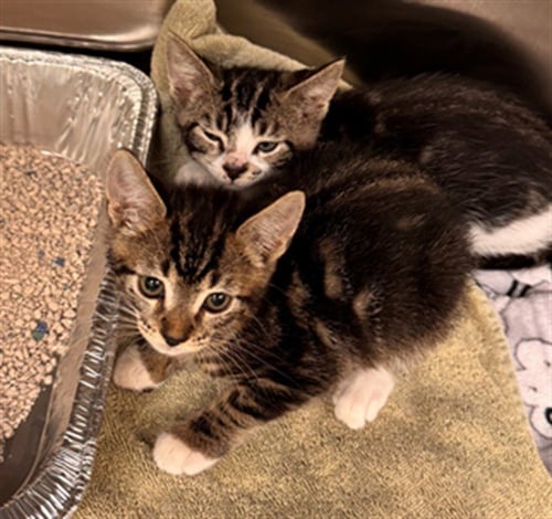 CAYENNE - Domestic Short Hair available for adoption