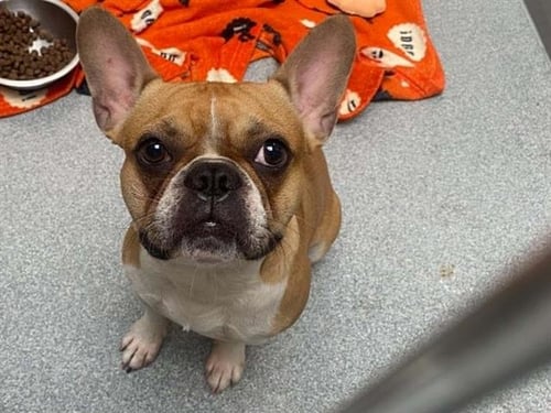 GUCCI - French Bulldog available for adoption