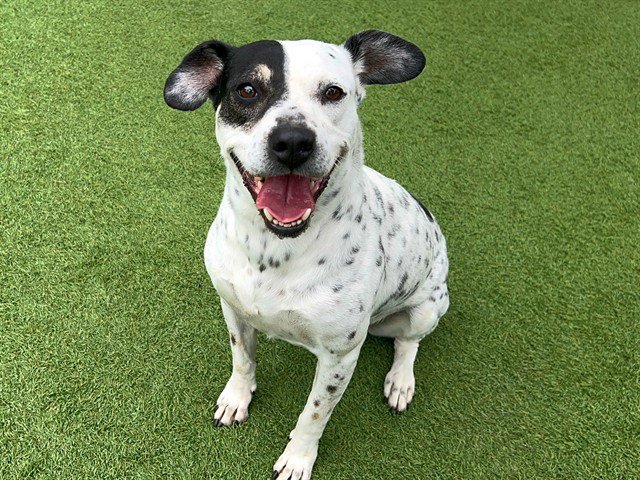 ANDREA Image