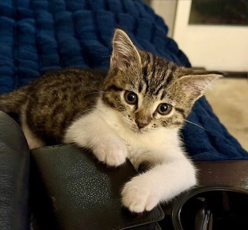 CANDY - Domestic Short Hair available for adoption