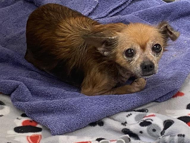 CHELSEY - Chihuahua available for adoption