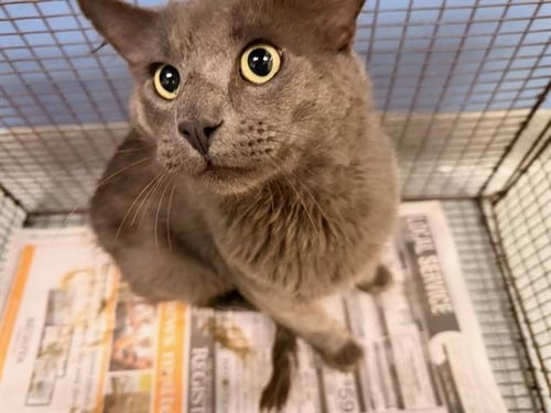 GRIMER - Domestic Short Hair available for adoption