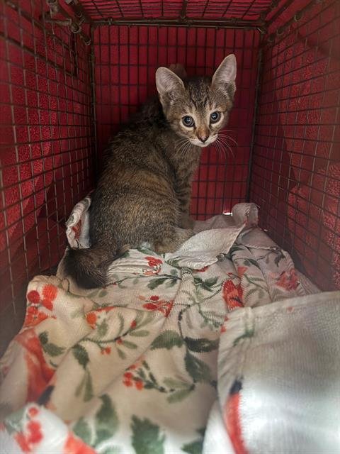 CANTORA - Domestic Short Hair available for adoption