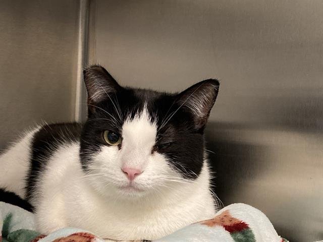 STELLA - Domestic Short Hair available for adoption