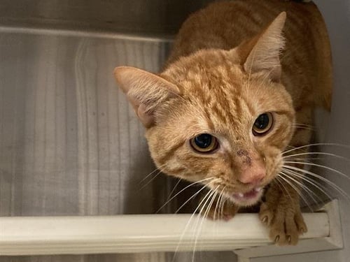 BENITO - Domestic Short Hair available for adoption