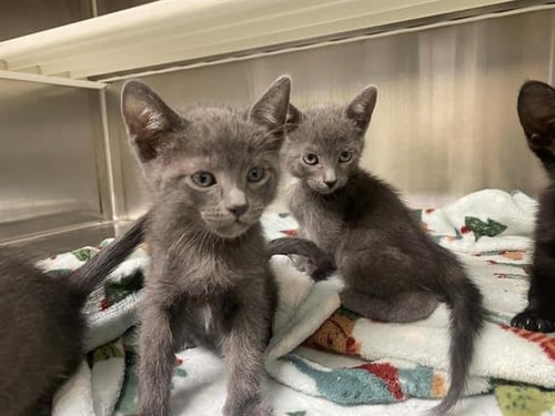 WAVE - Domestic Short Hair available for adoption