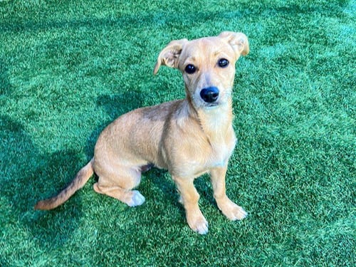 JEWEL - Chihuahua / Dachshund available for adoption