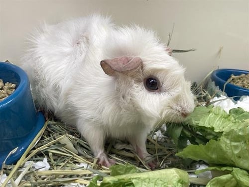 BLIZZARD - Guinea Pig available for adoption