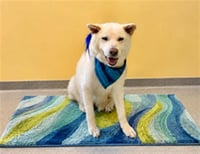 CLANCEY - Photo 1