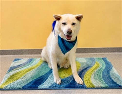 CLANCEY - Siberian Husky available for adoption