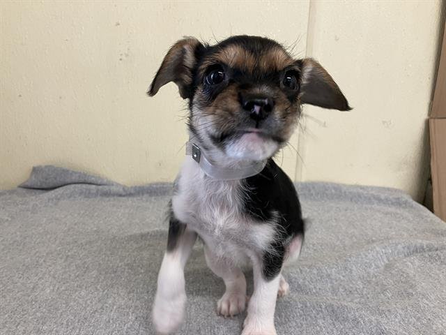 ANGELICA - Cairn Terrier available for adoption
