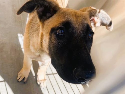HARPER - Belgian Shepherd Malinois available for adoption
