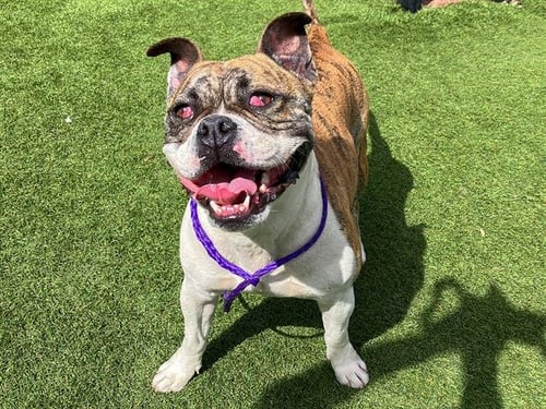 FLOKI - Bulldog available for adoption