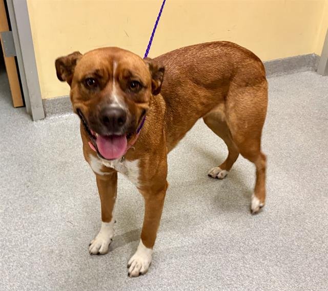 ALLIE - Pit Bull Terrier / Labrador Retriever available for adoption