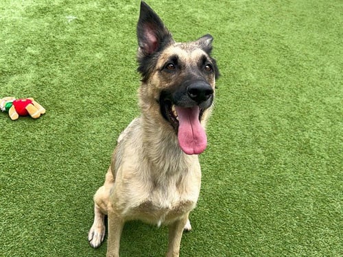 SCOUT - German Shepherd Dog available for adoption