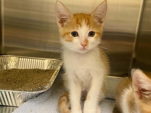 ED SHEERAN - Domestic Short Hair available for adoption