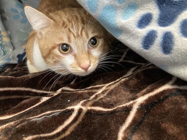 SIMON - Domestic Short Hair available for adoption