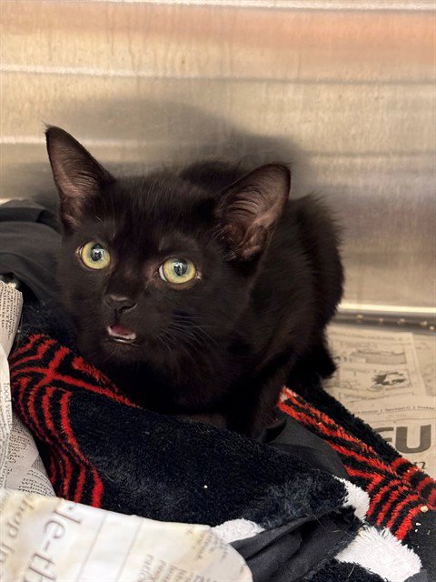RUSSET - Domestic Short Hair available for adoption