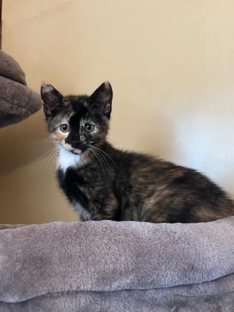 CAGNEY - Domestic Short Hair available for adoption