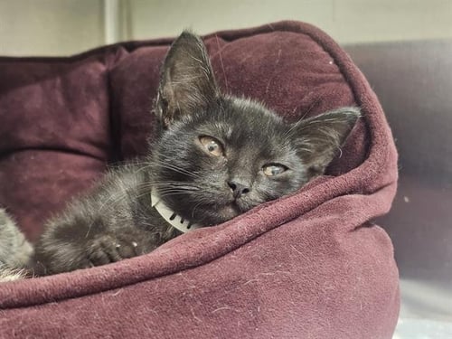 KRAKEN - Domestic Short Hair available for adoption