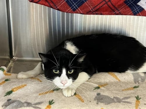 SIR ISAAC - Domestic Short Hair for adoption in Santa Ana