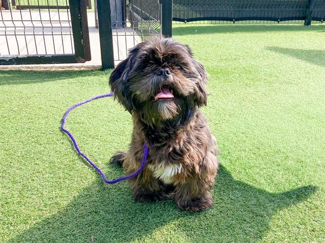 LYNNE - Shih Tzu available for adoption