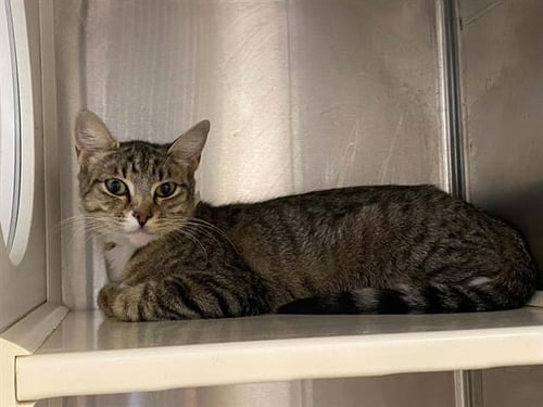 HARRIET - Domestic Short Hair available for adoption
