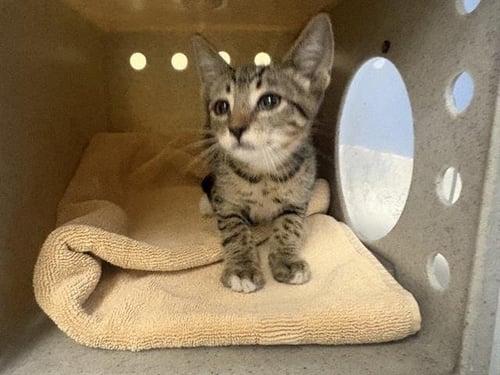 AXEL - Domestic Short Hair available for adoption