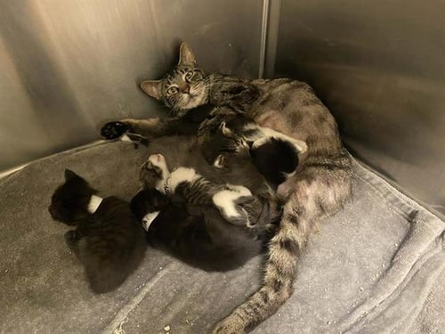 ROTTA - Domestic Short Hair for adoption in Santa Ana