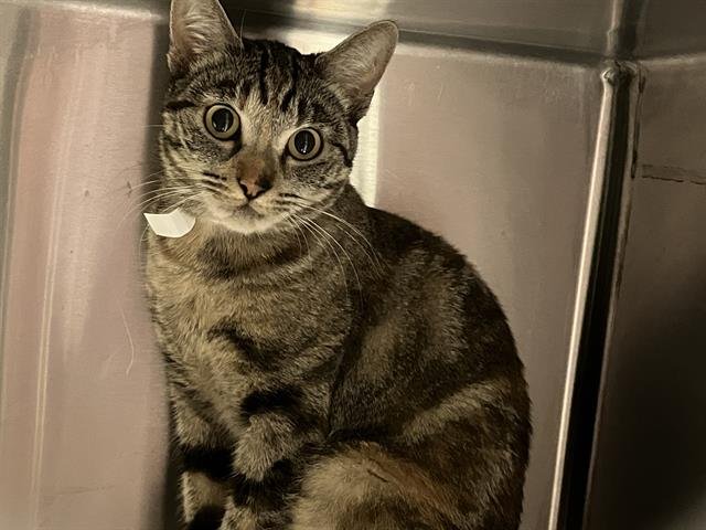 ABIGAIL - Domestic Short Hair available for adoption