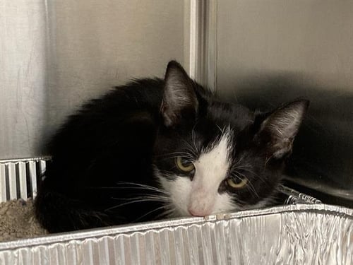 WINDSOR - Domestic Short Hair available for adoption